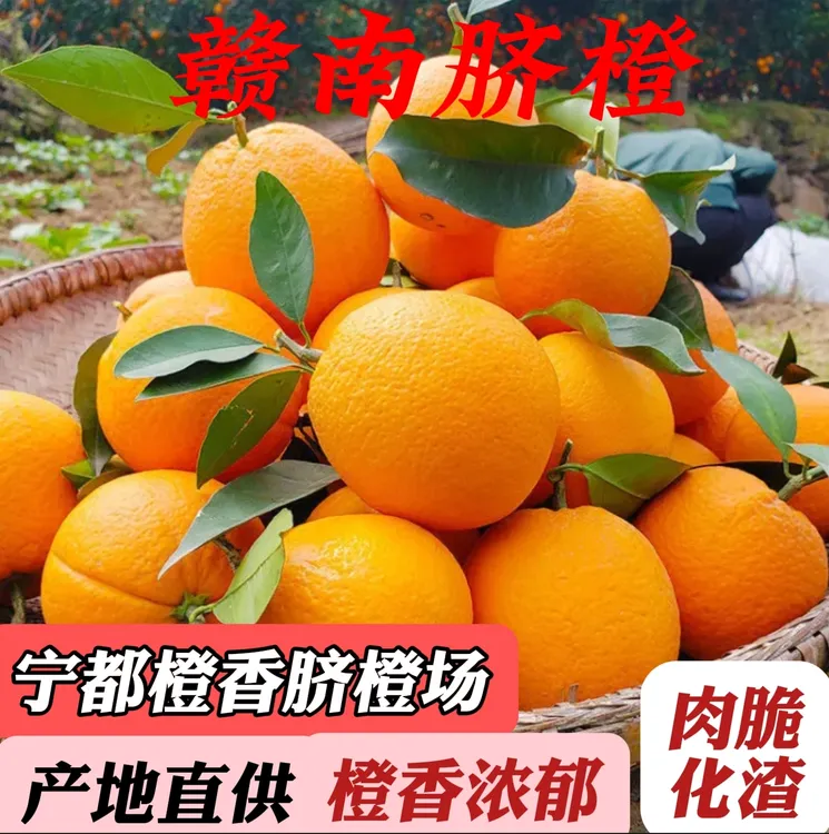 江西赣南脐橙新鲜现摘应季水果产地直发果肉饱满汁水足香甜皮薄