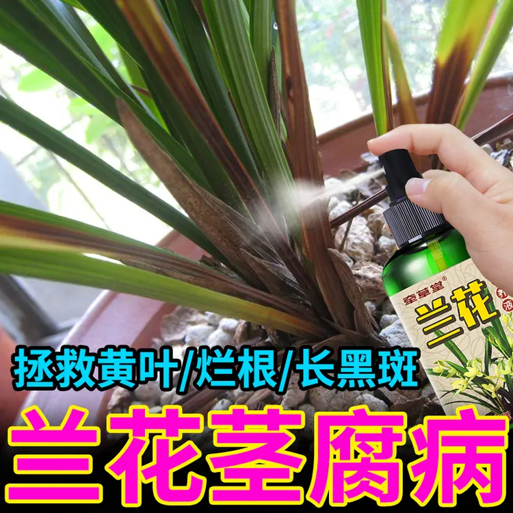 兰花黄叶专用生根长营养液黑斑空根烂根软腐免稀释有机肥料
