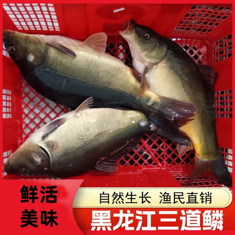 东北三道鳞黑龙江鲜活三道鳞速冻无鳞鱼冷水养殖鱼