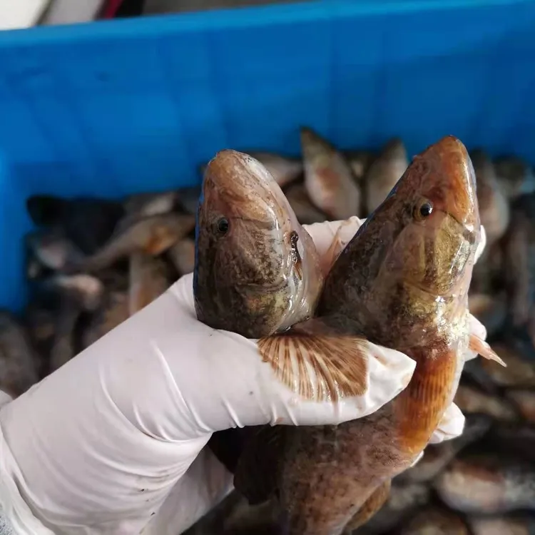 黑龙江老头鱼山胖头鱼野外自然生长3斤装速冻东北老头鱼