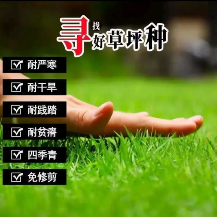 【四季常青】草坪种子庭院免修剪绿化护坡草皮耐践踏草籽耐旱低矮商品图