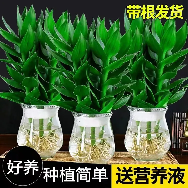 【竹来运转】带根水培观音竹水养富贵竹四季常青绿植物含玻璃花瓶