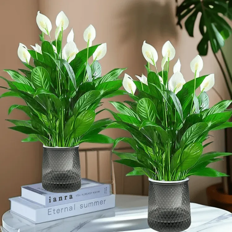 一帆风顺盆栽带花苞水培风水招财室内白掌水培植物花卉绿植好养