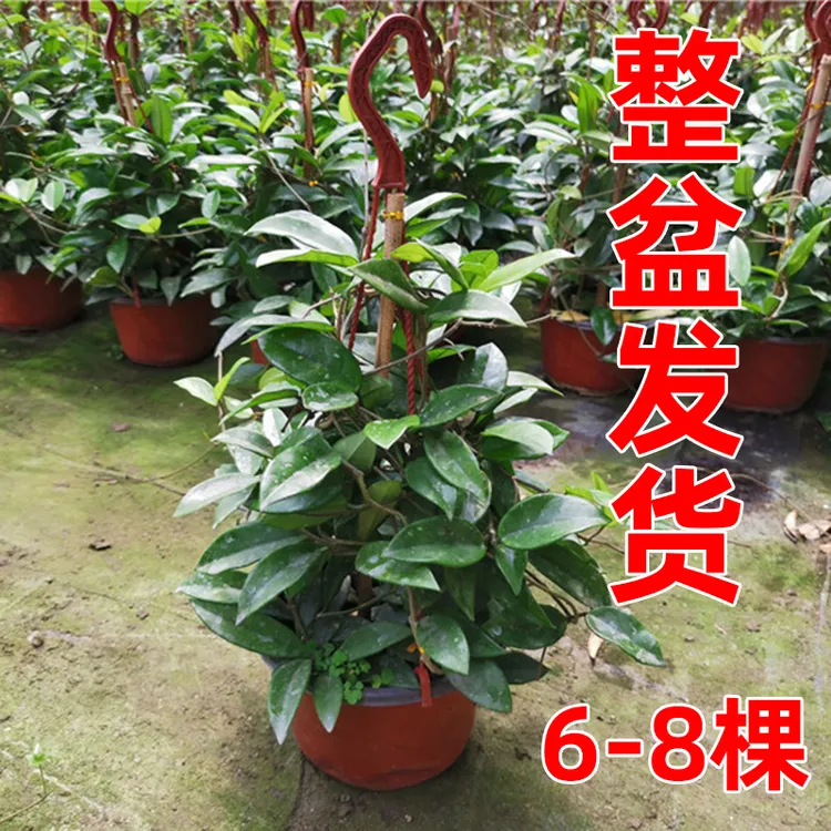 四季球兰盆栽球兰花苗大苗球形花卉球兰花室内爬藤花卉吊兰盆栽