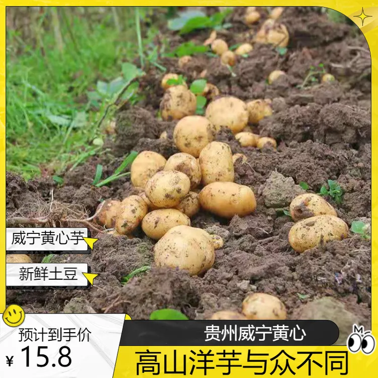 贵州威宁黄皮黄心洋芋本地新鲜洋芋现挖土豆马铃薯粗粮