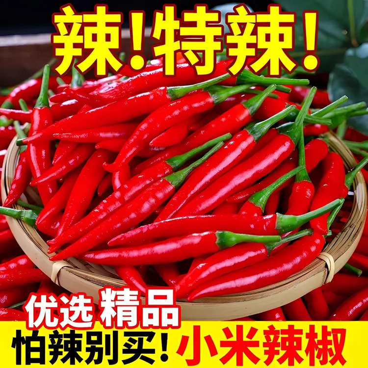 【巨辣爆辣】广东现摘小米辣鲜椒特辣新鲜魔鬼辣椒朝天椒整箱批发
