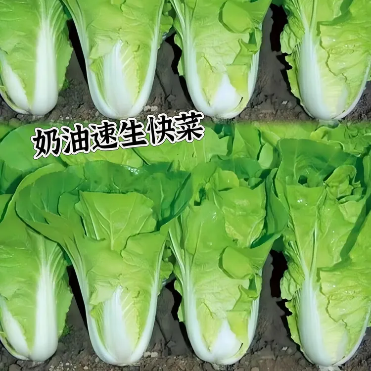 【四季奶油速生快菜种子】四季快菜种子庭院阳台盆栽蔬菜籽