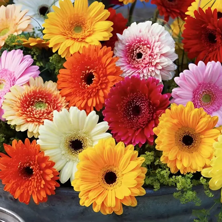 非洲菊种子四季室内阳台盆栽花卉花草植物种子扶郎花四季易种耐寒商品图