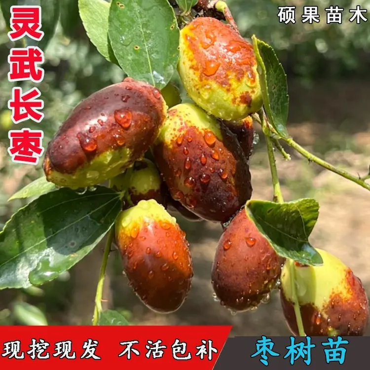 嫁接宁夏灵武长枣枣树活苗脆甜冬枣苗超耐寒北南方种植当年结果