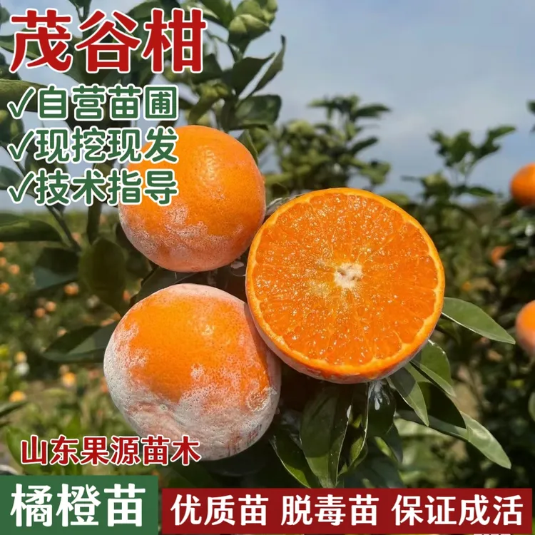 茂谷柑树苗庭院地栽果苗耐寒桔子树苗盆栽嫁接橘子树大树当年结果