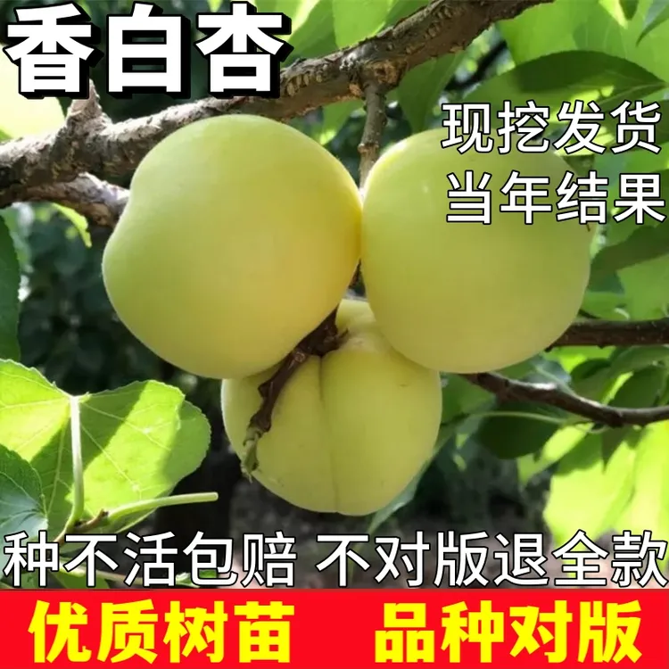 香白杏树果苗南北方庭院种植耐寒特大号盆栽嫁接晚熟大白当年结果