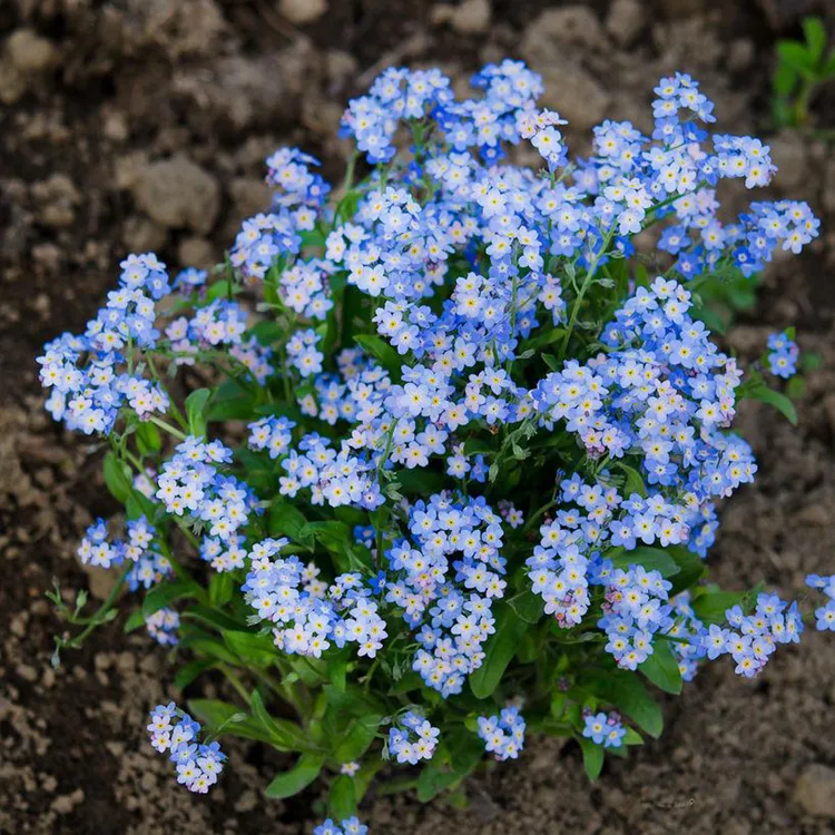 宿根矮生勿忘我 维多利亚蓝 庭院花园植物阳台组合盆栽花卉