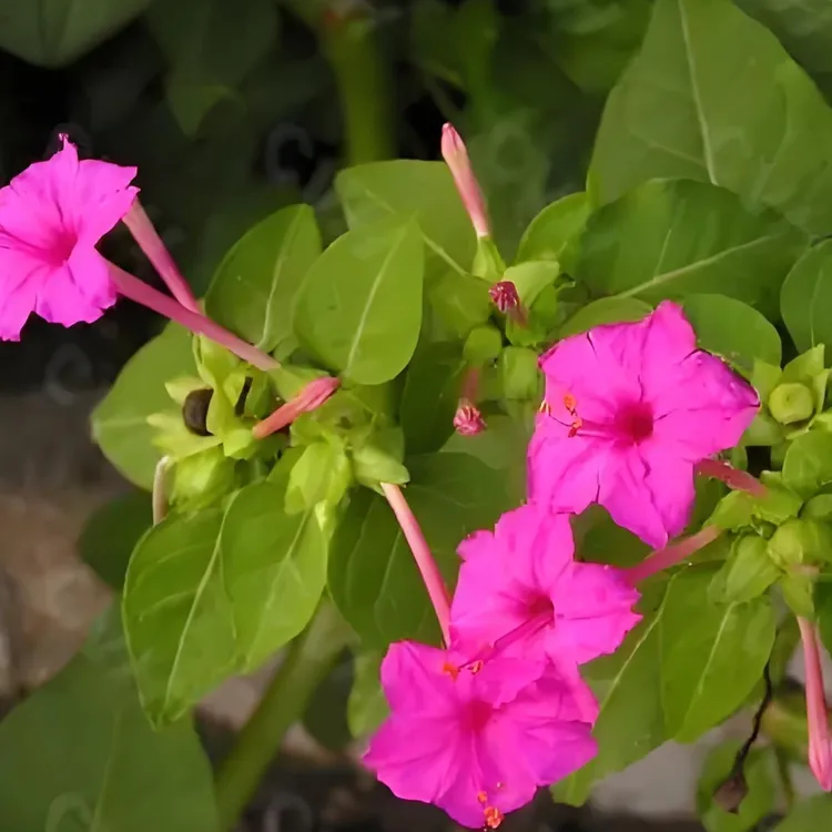 紫茉莉粉果花根3年根块带少量筋杆苗子整棵发货松果菊