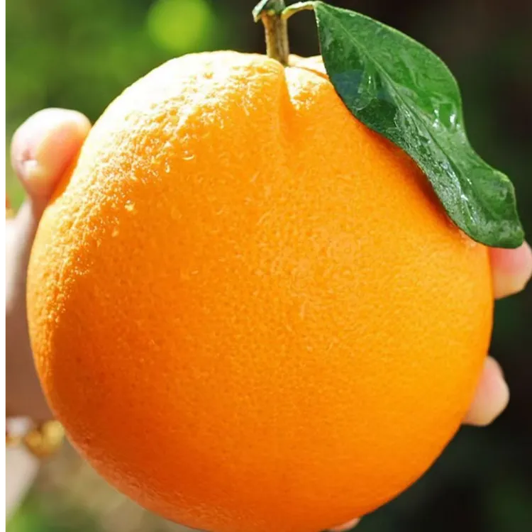 赣南脐橙精品信丰安西脐橙自家果园现摘现发大果标准果