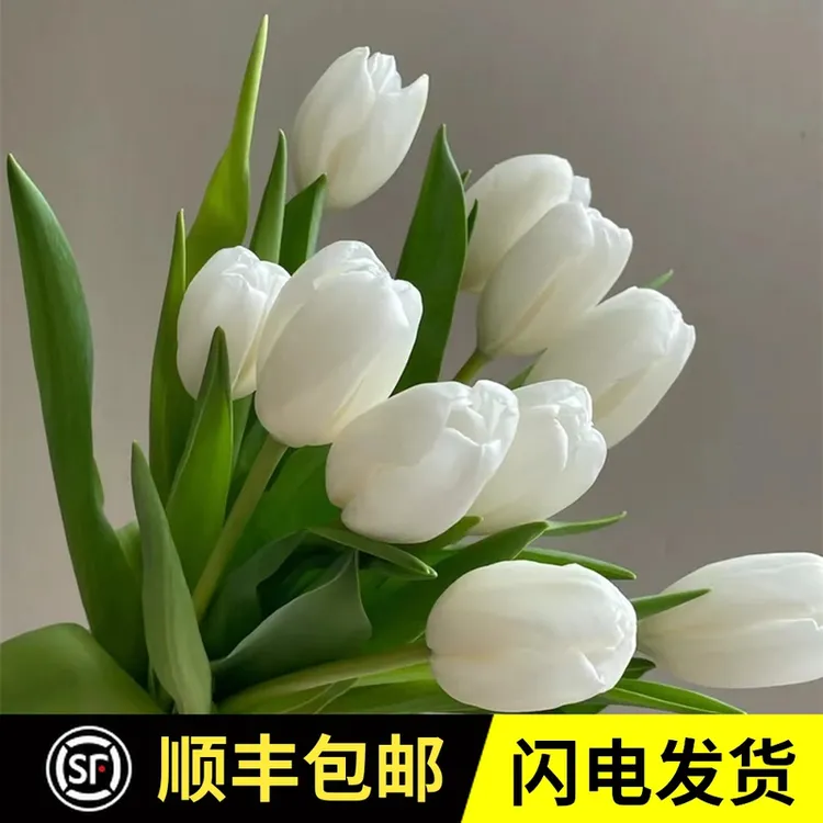 郁金香鲜花云南基地直发婚庆结婚公司家庭生活水养用花