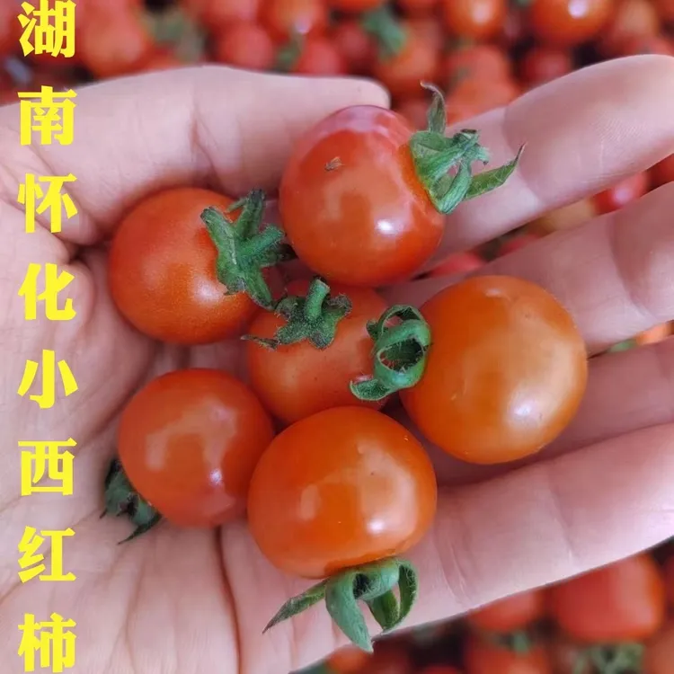 湖南怀化会同新鲜现摘小西红柿小番茄毛辣果小洋辣椒食用酸汤1斤