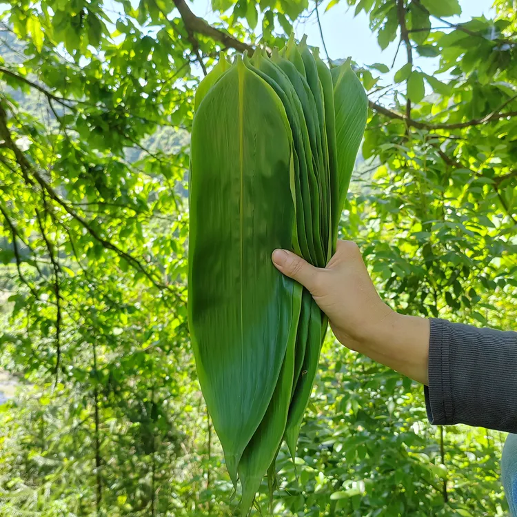 贵州野生新鲜粽叶粽子叶箬叶包粽子的叶子免费送线送粽绳现摘现发