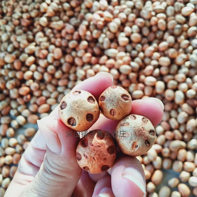 野生五眼菩提子酸枣核原生态无污染原核