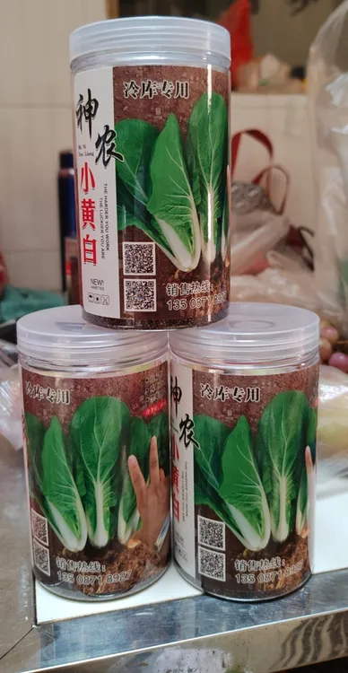 神农迷你小黄白种子，300克一袋，抗性，耐烧心