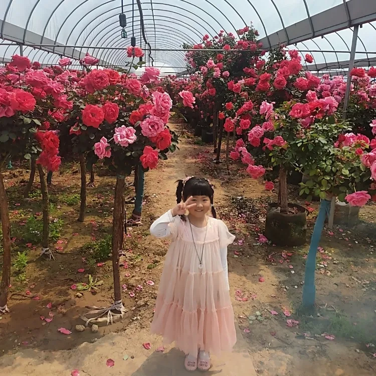 浓香型大花月季，四季开花不断