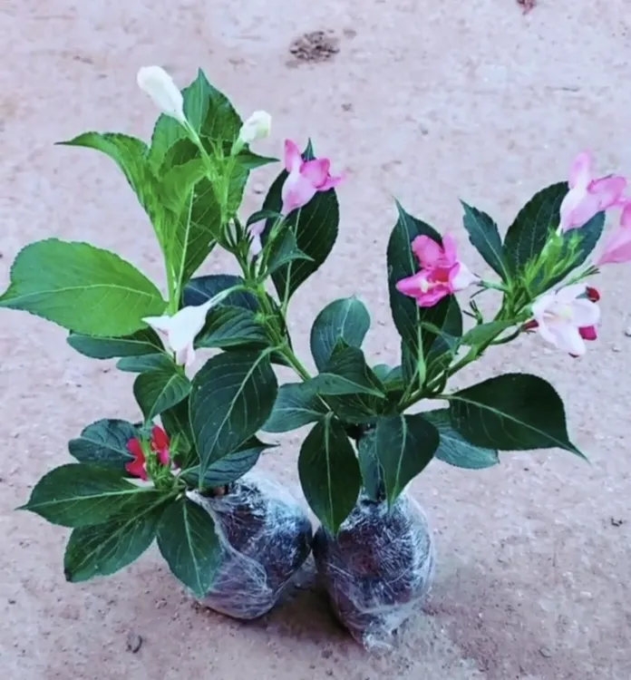 五彩锦带花，庭院别墅种植观赏。开花五颜六色，寓意前程似锦