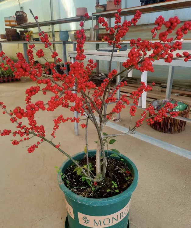 北美冬青挂果植物，吉祥树