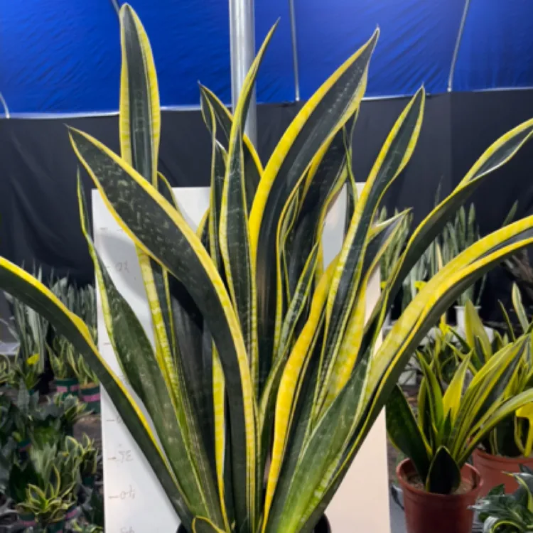 青龙霸虎皮兰稀有品种，可挑选裸根发货