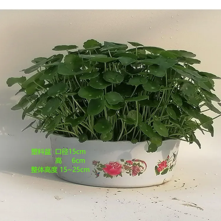 大盆铜钱草带叶水培室内外种植绿植花卉植物办公室桌面