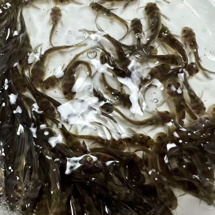 四川黄辣丁 黄骨鱼淡水养殖