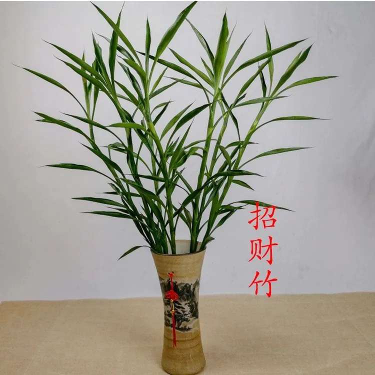 招财竹水培植物节节高室内聚财转运室内客厅房间净化空气绿植
