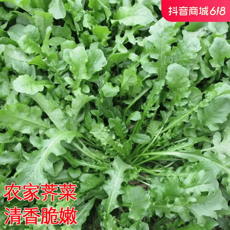大叶荠菜种子农家菜籽四季地菜种籽食用盆栽荠菜种子青菜籽