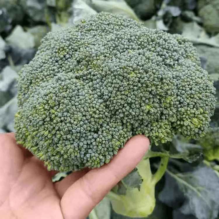 西兰花种籽松花菜种子苗曼陀绿青花菜四季种籽菜花籽子优秀西兰花