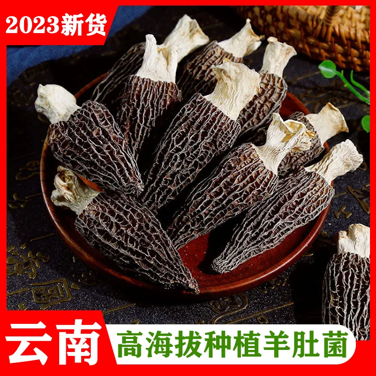 菌临记云南高原高海拔种植羊肚菌（小个羊肚菌4-6厘米）50g-500g