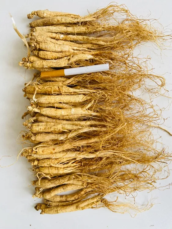 长白山小人参一支3克左右筷子左右粗细煲汤泡酒泡水养生滋补品