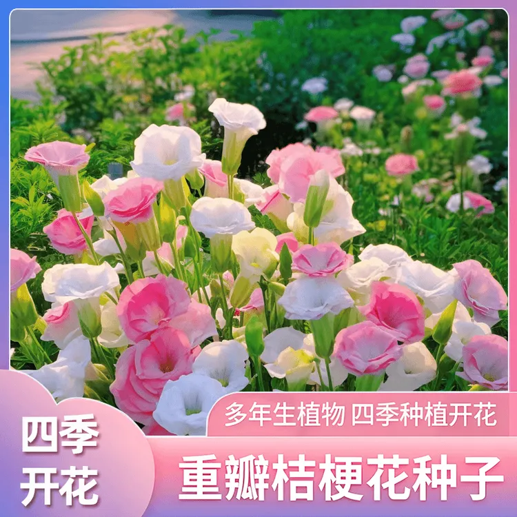 X四季易活混色洋桔梗花种子花草开花不断庭院花海花种籽花卉盆栽