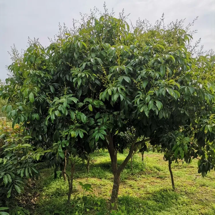 荔枝品种冰荔枝仙桃无核荔枝仙进奉岭俸糯苗带土发货