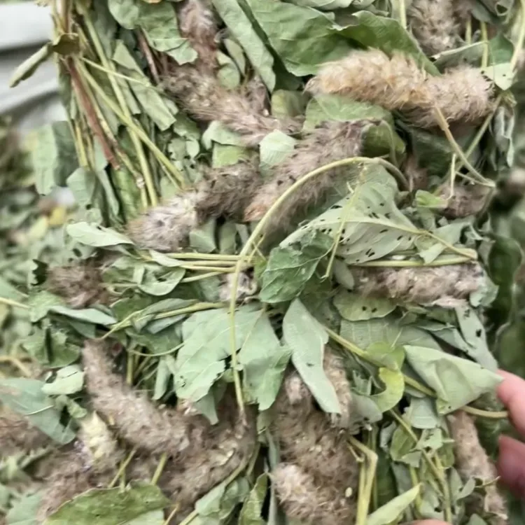 狸尾草 新鲜晒干青绿250克500克