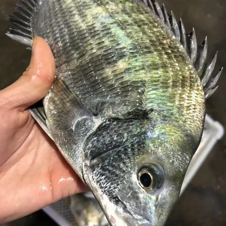福建野生海钓黑雕鱼黑鳍鲷新鲜月子鱼海鲜黄脚立黄翅鱼黄脚立鱼
