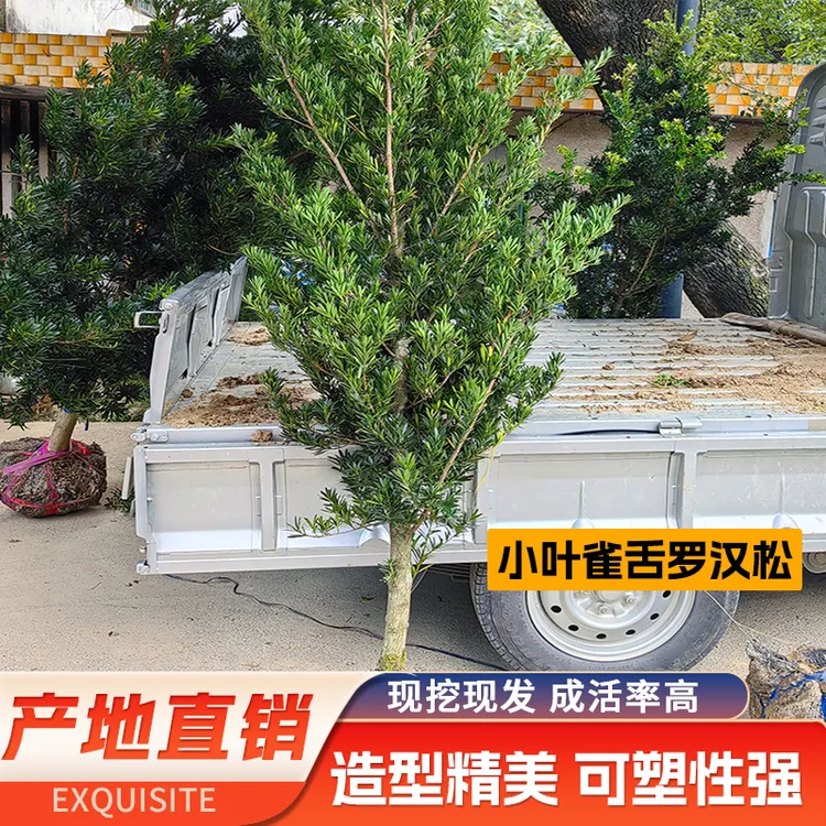 正宗雀舌罗汉松树苗盆景庭院种植盆栽迎客松四季常青大型植物绿植