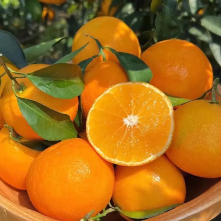【正宗四川眉山爱媛果冻橙子】新鲜采摘果园直发