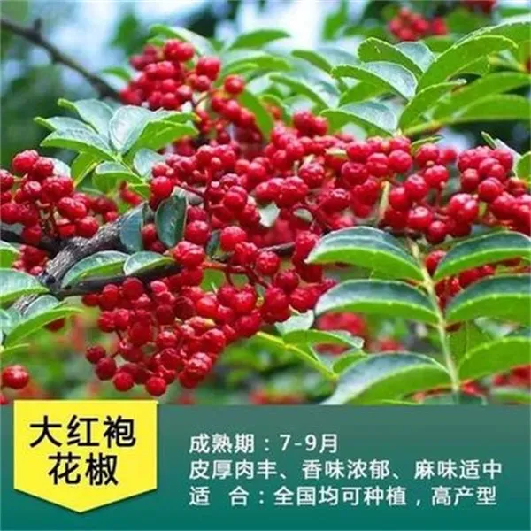 贵州新鲜花椒本地油花椒500g新鲜湿花椒青花椒香味浓郁麻味
