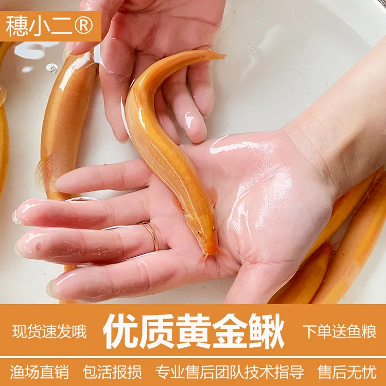 沐豪宠宠【黄金泥鳅】清道夫金龙鳅耐活好养观赏鱼冷水淡水鱼工具鱼