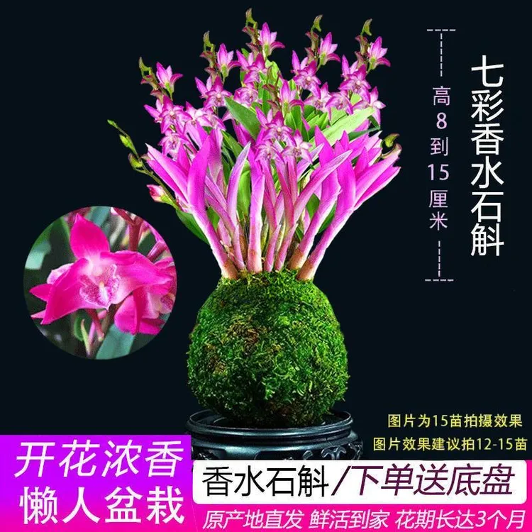 新品七彩香水石斛兰冬带花苞水培开花浓香室内桌面绿植盆栽花卉