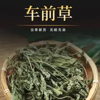 【陈会长严选】车前草250g车前子250g当季新货泡茶煮水车前草泡茶