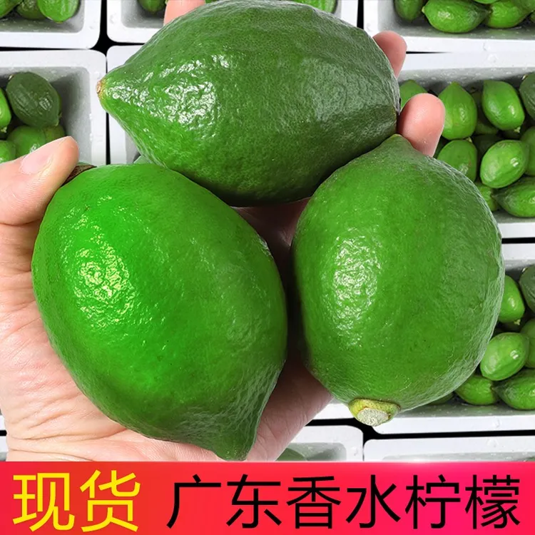 正宗广东香水柠檬精选一级新鲜商用无籽青柠檬奶茶店手打柠檬专用