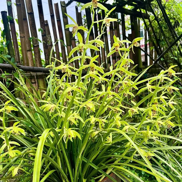春兰惠兰好养易成活！春天来了闻香！四季都有春天的兰花蜜蜂菖蒲
