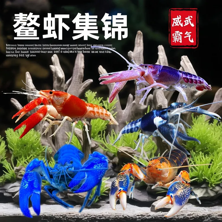 鳌虾观赏虾淡水耐活体宠物水族红白蓝色小龙虾火山原生天空蓝魔贰