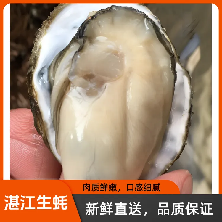 湛江生蚝特大5斤装生蚝鲜活牡蛎新鲜带壳现捞海蛎子火锅鲜美生蚝