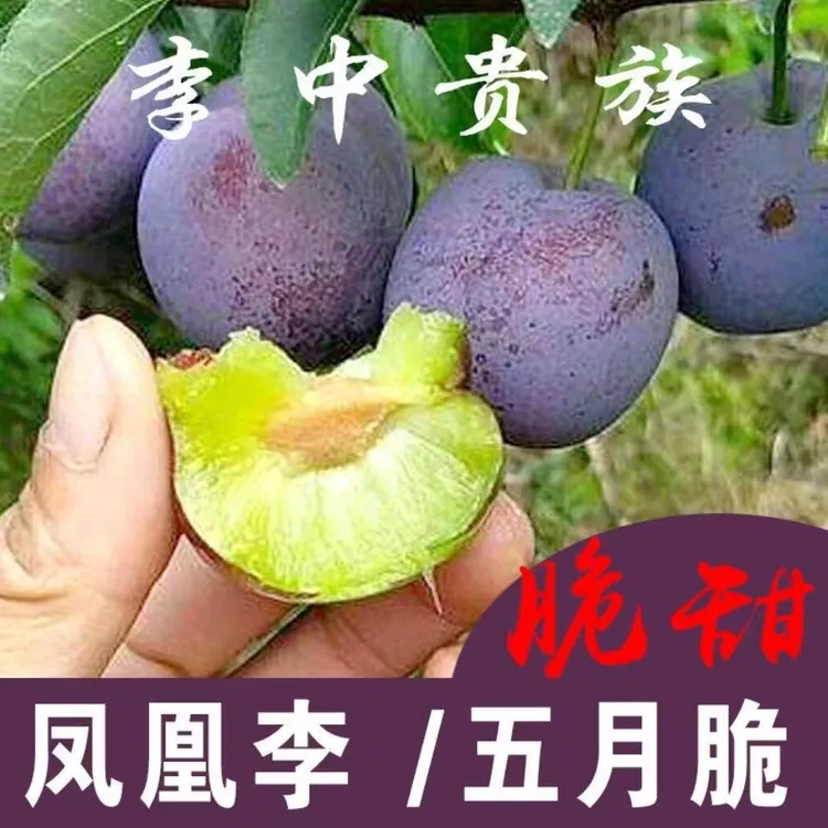 （京东快递）四川宜宾现摘现发五月脆凤凰李子孕妇当季水果 3斤I5斤