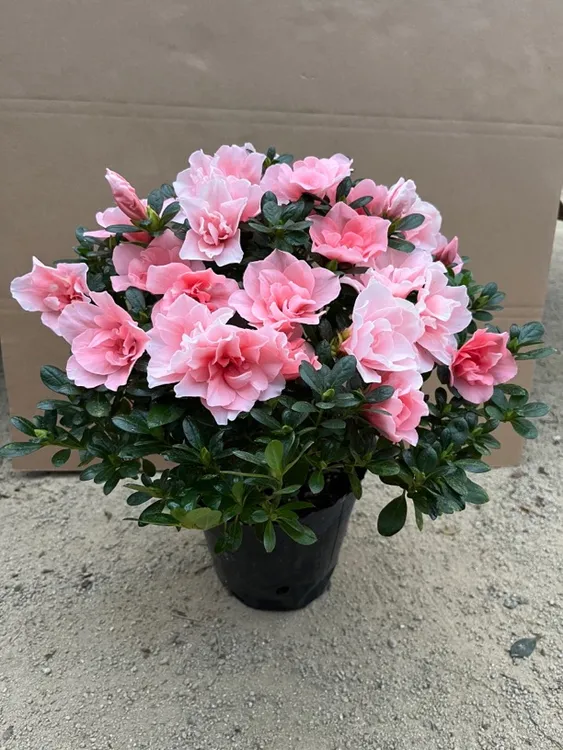 小桃红基地直发精品盆栽，花期带花苞